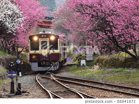 Watarase Valley Railway that runs through the flower peach Watarase Valley Railway that runs through the flower peach 88841872