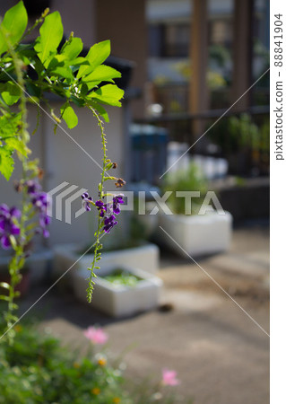 Duranta blooming in the garden 88841904