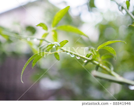 Green branch with water drops 88841946