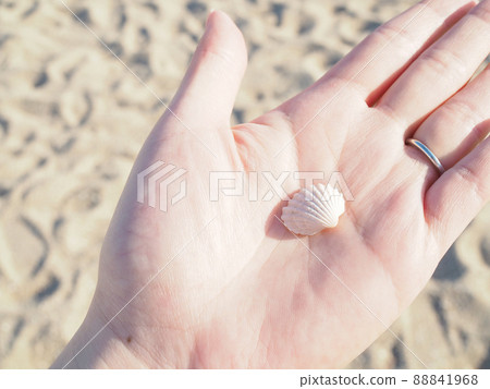 一個在沙灘上把白色貝殼放在手掌上的人 一個在沙灘上把白色貝殼放在手掌上的人 88841968