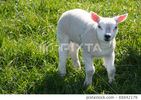 Breezand, Netherlands, March 2022. Newborn lambs in the meadow for the first time. 88842176