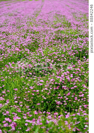 Warm spring lotus field 88842246