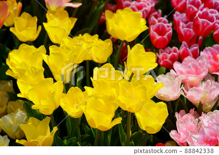 Beautiful tulip field Beautiful tulip field 88842338