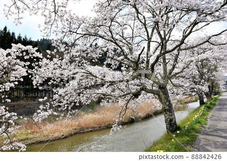 福島縣古野町古野櫻花街道 福島縣古野町古野櫻花街道 88842426