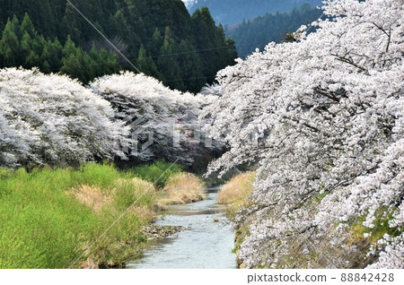 Furudono Sakura Kaido, Furudono Town, Fukushima Prefecture Furudono Sakura Kaido, Furudono Town, Fukushima Prefecture 88842428