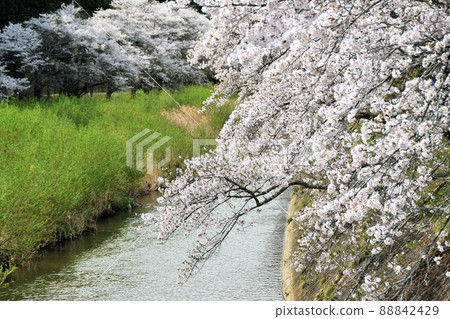 福島縣古野町古野櫻花街道 88842429