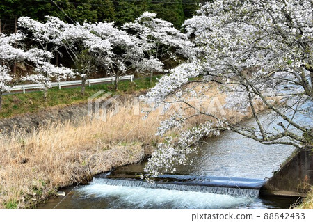 Furudono Sakura Kaido, Furudono Town, Fukushima Prefecture Furudono Sakura Kaido, Furudono Town, Fukushima Prefecture 88842433