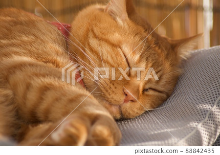 Cat sleeping on a dried futon 88842435
