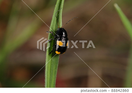Creatures, insects, leaf beetles, four yellow crests on a glowing black body. The size is about 5 to 6 mm Creatures, insects, leaf beetles, four yellow crests on a glowing black body. The size is about 5 to 6 mm 88842860