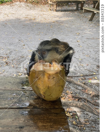 Monkey eating coconut Monkey eating coconut 88843319