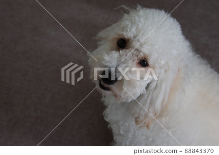 澳大利亞拉布拉多犬在家放鬆 澳大利亞拉布拉多犬在家放鬆 88843370