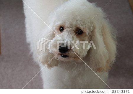 澳大利亞拉布拉多犬在家放鬆 澳大利亞拉布拉多犬在家放鬆 88843371