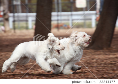 Australian Labradoodle with a happy smile on a woodchip dog run Australian Labradoodle with a happy smile on a woodchip dog run 88843377