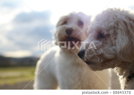 Australian Labradoodle with a happy smile on a walk on a wide riverbed Australian Labradoodle with a happy smile on a walk on a wide riverbed 88843378