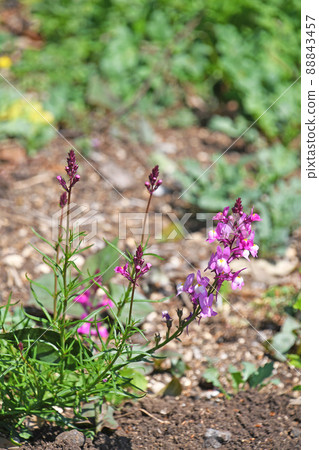 Linaria (Hime Goldfish) 88843457