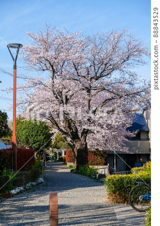 Tokyo Spring National City Kita Ryokuchi Promenade 88843529