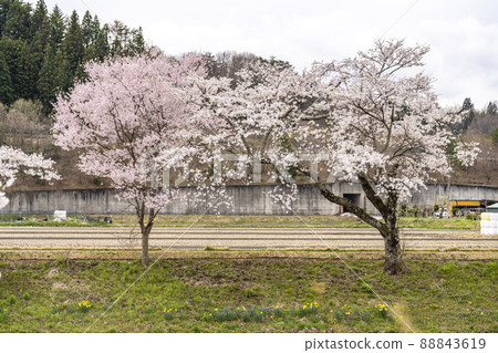 Senbon Sakura Natsui in full bloom, Ono Town, Fukushima Prefecture 88843619
