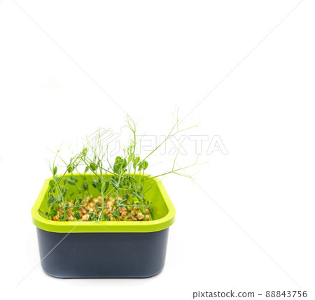 Microgreens pea isolated on white background. Fresh micro greens pea sprouts Microgreens pea isolated on white background. Fresh micro greens pea sprouts 88843756