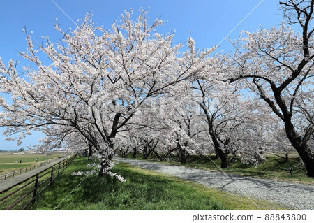 Toyama Prefecture Asahi Funagawa Spring Quartet 88843800