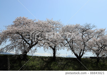 Toyama Prefecture Asahi Funagawa Spring Quartet Toyama Prefecture Asahi Funagawa Spring Quartet 88843821