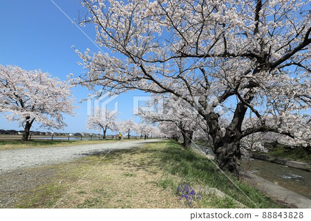 富山縣朝日船川春季四重奏 富山縣朝日船川春季四重奏 88843828