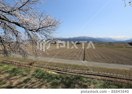 富山縣朝日船川春季四重奏 富山縣朝日船川春季四重奏 88843840
