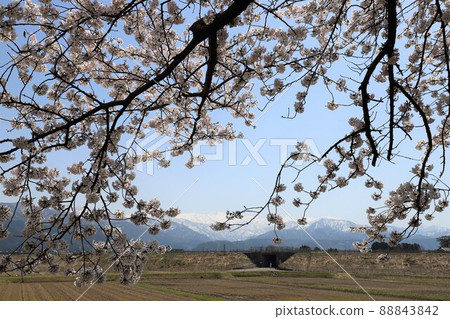 富山縣朝日船川春季四重奏 富山縣朝日船川春季四重奏 88843842