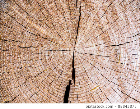 Closeup macro view of end cut wood tree section with cracks and annual rings. Natural organic texture with cracked and rough surface. Flat wooden surface with annual rings. 88843873