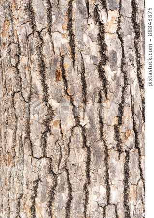 tree bark texture. Close-up of rough wooden leather. Cracked surface of dry log material. tree bark texture. Close-up of rough wooden leather. Cracked surface of dry log material. 88843875