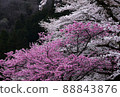 Sakura and peach 88843876