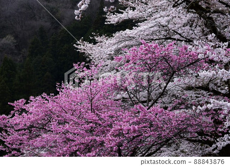 Sakura and peach Sakura and peach 88843876
