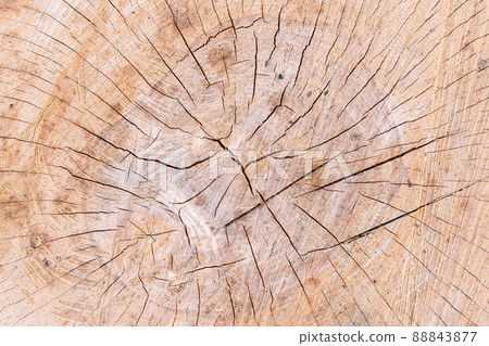 Closeup macro view of end cut wood tree section with cracks and annual rings. Natural organic texture with cracked and rough surface. Flat wooden surface with annual rings. Closeup macro view of end cut wood tree section with cracks and annual rings. Natural organic texture with cracked and rough surface. Flat wooden surface with annual rings. 88843877