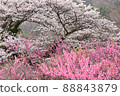 Sakura and peach 88843879