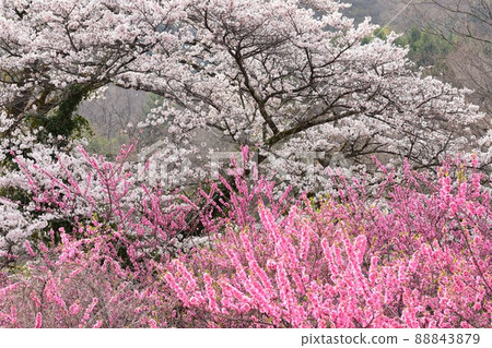 Sakura and peach Sakura and peach 88843879
