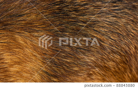 Dog fur textures. Red dog fur natural for backgrounds, textures and wallpapers. Dog fur textures. Red dog fur natural for backgrounds, textures and wallpapers. 88843880