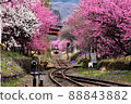 Watarase Valley Railway that runs through the flower peach 88843882