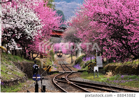 Watarase Valley Railway that runs through the flower peach Watarase Valley Railway that runs through the flower peach 88843882
