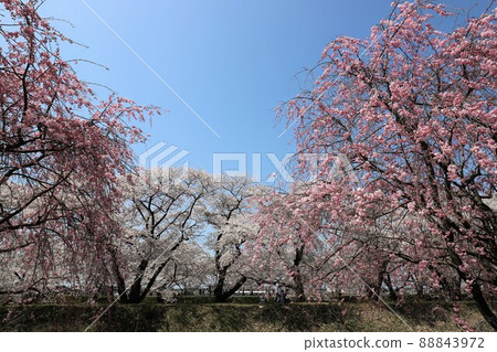 富山縣朝日船川春季四重奏 富山縣朝日船川春季四重奏 88843972