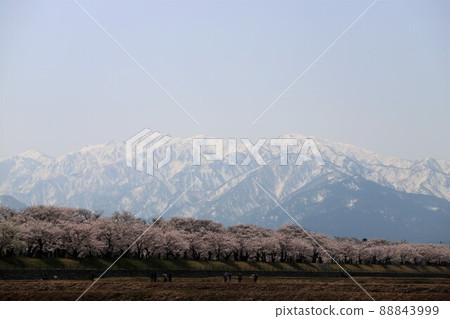 Toyama Prefecture Asahi Funagawa Spring Quartet Toyama Prefecture Asahi Funagawa Spring Quartet 88843999