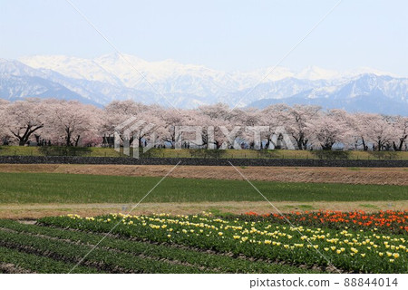 富山縣朝日船川春季四重奏 富山縣朝日船川春季四重奏 88844014