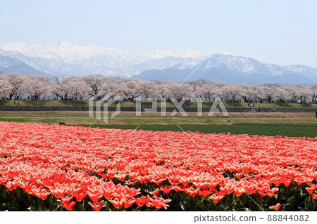 富山縣朝日船川春季四重奏 富山縣朝日船川春季四重奏 88844082