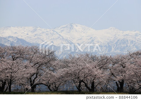 富山縣朝日船川春季四重奏 富山縣朝日船川春季四重奏 88844106