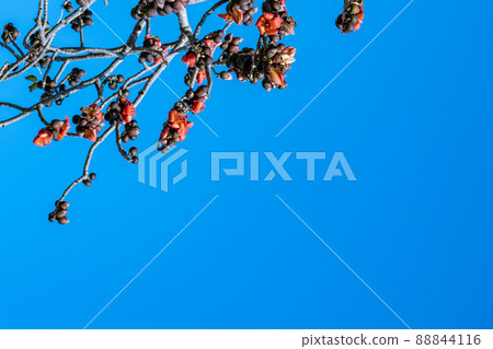 Beautiful red flowers on the tree. Blooms the Bombax Ceiba or Cotton Tree on the Dead Sea 88844116