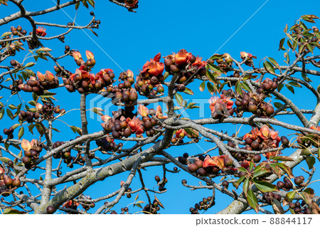 Beautiful red flowers on the tree. Blooms the Bombax Ceiba or Cotton Tree on the Dead Sea Beautiful red flowers on the tree. Blooms the Bombax Ceiba or Cotton Tree on the Dead Sea 88844117