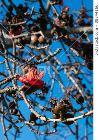 Beautiful red flowers on the tree. Blooms the Bombax Ceiba or Cotton Tree on the Dead Sea 88844166