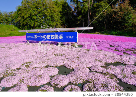 船城美濱招牌和苔蘚福祿考 88844390