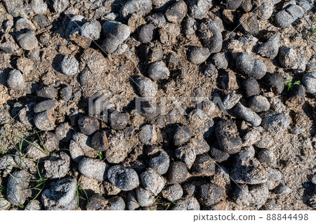 Big Horn Sheep pellets in Nevada's Valley of Fire State Park 88844498