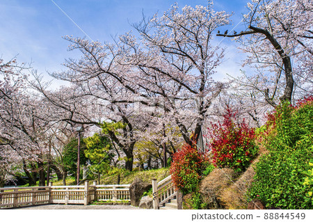 Sakura in full bloom at Asukayama Park, Tokyo 88844549
