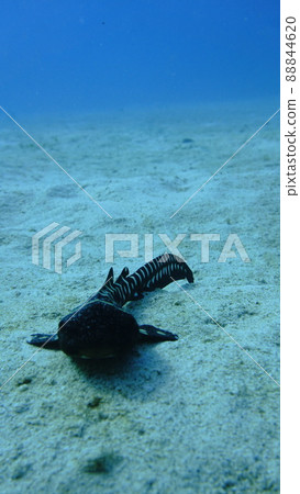Zebra shark juvenile shark shark 88844620