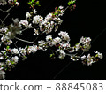 Cherry blossoms in the park at night 88845083